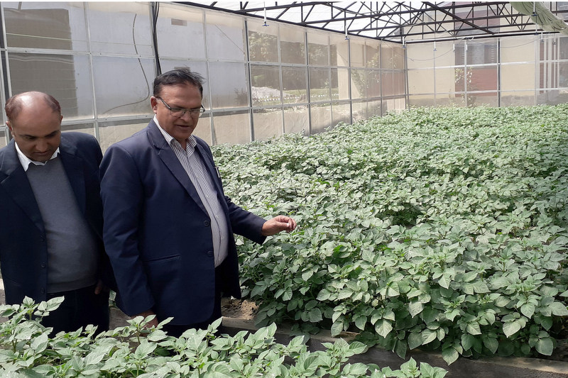 काभ्रेमा आलुको नयाँ पुस्तका बीउ उत्पादन