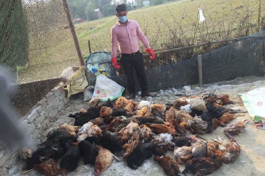 सुनसरीमा बर्डफ्लु, एकै किसानको २४ लाख बराबरको कुखुरा हाँस नष्ट