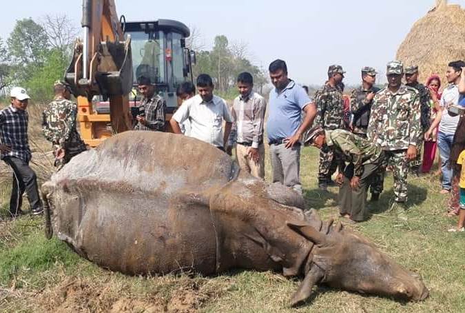 चितवनमा होटलको सेप्टिक ट्यांकीमा खसेर गैँडाकाे ज्यान गयाे