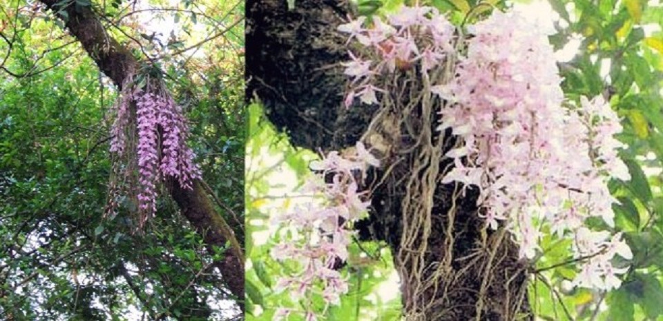 नयाँ वर्षको  दिन मात्र फुल्ने एक फुल