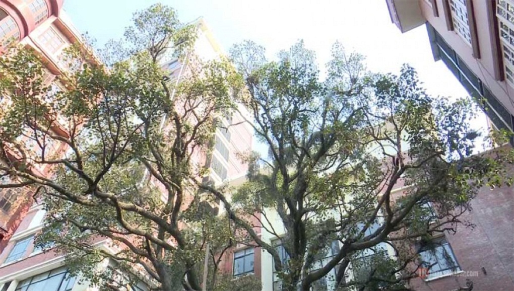 राज्यका जिम्मेवार अधिकारी प्रभावमा पर्दा छाया सेन्टर भवन निर्माण