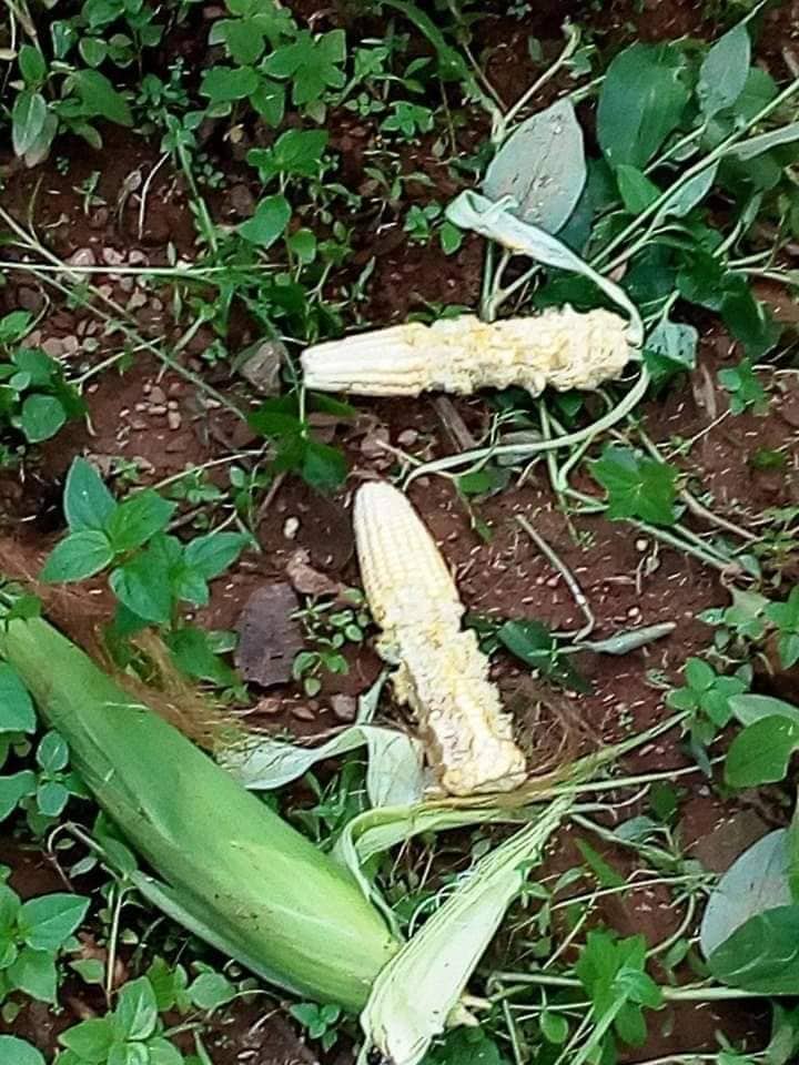 सिन्धुपाल्चोकमा दुम्सिको आतंक कृषकहरु त्रसित