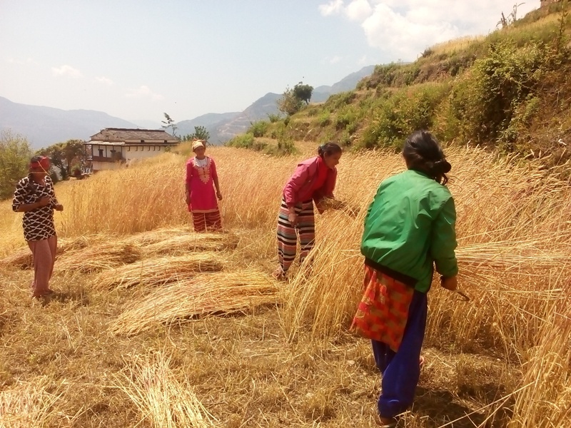 कोरोना सन्त्रास सँगै किसानलाई खेती भित्राउने चटारो