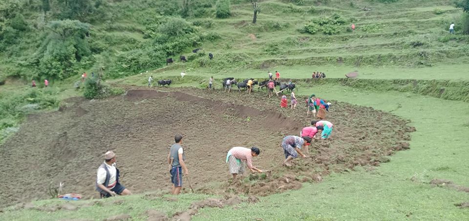 बाँझो जमिनको सदुपयोग गर्दै गाउँपालिका