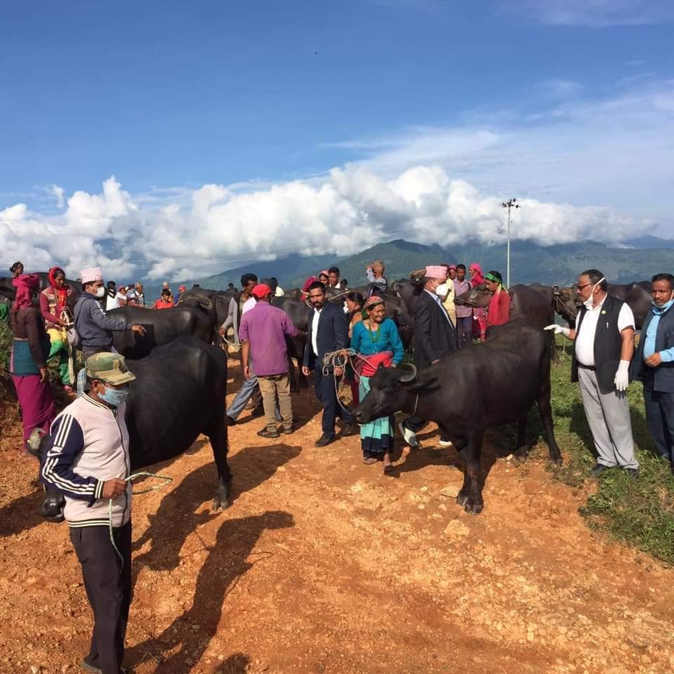 अति विपन्न दलित परिवारलाई अनुदानमा भैँसी