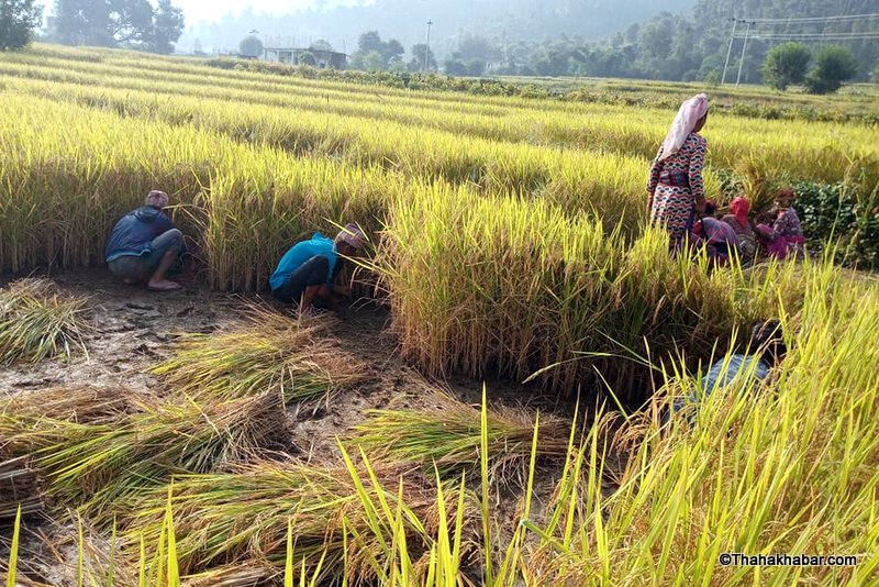 धान काट्ने चटारोमा किसान