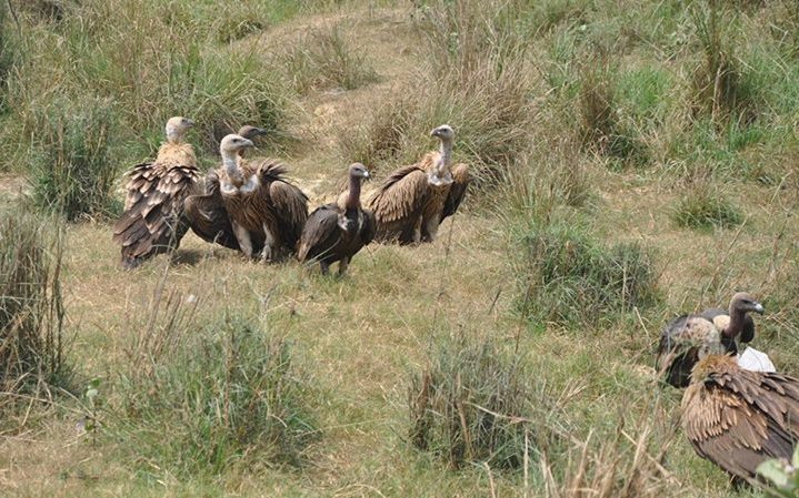 दैलेखमा देखिन थाले लोपोन्मुख गिद्ध