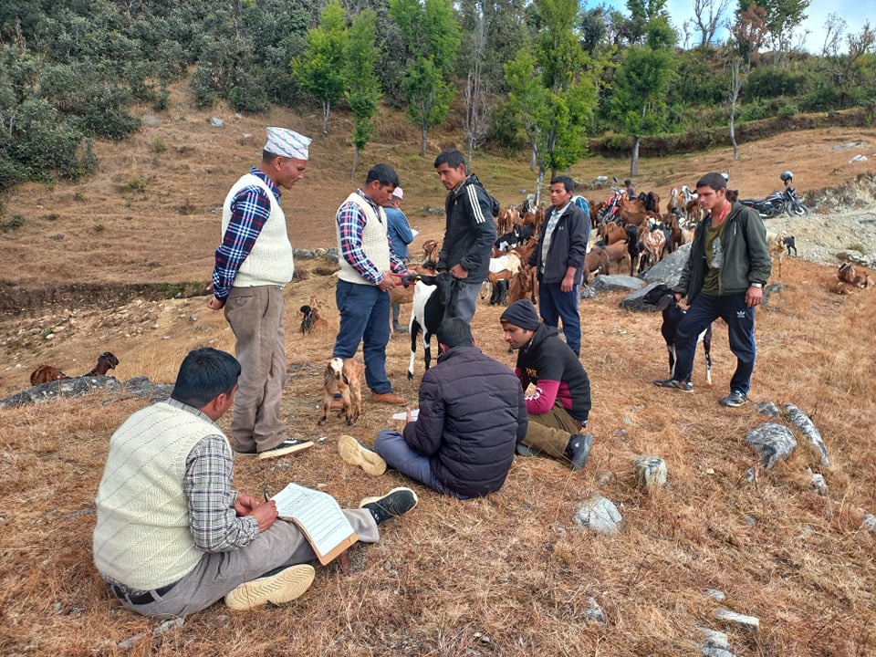 पशुमा बिमा प्रति आर्कषण बढ्दै